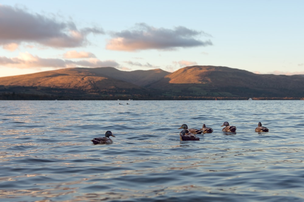 people swimming on sea during daytime