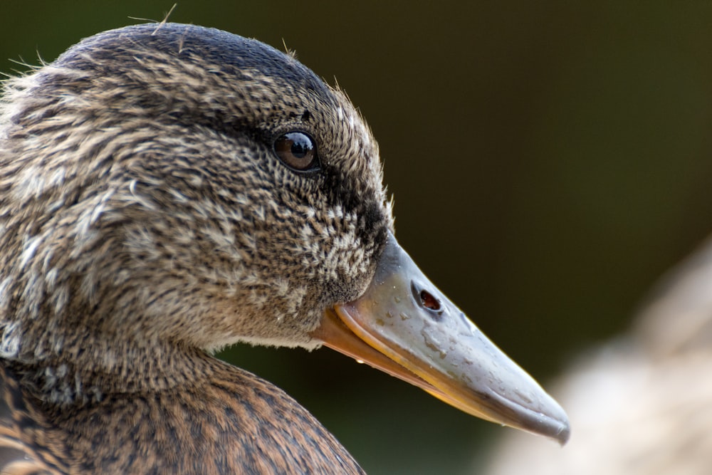 brown duck in close up photography