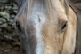 brown horse in close up photography