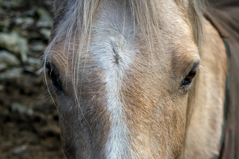 brown horse in close up photography