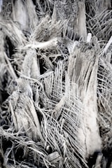 A close-up view of a fibrous, textured material that appears to be part of a decaying or dried plant structure. The intricate patterns of fibers and rough surfaces create a complex visual texture.