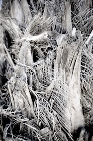 brown dried grass during daytime