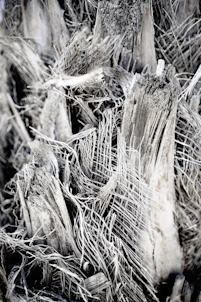 brown dried grass during daytime