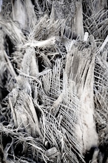 brown dried grass during daytime