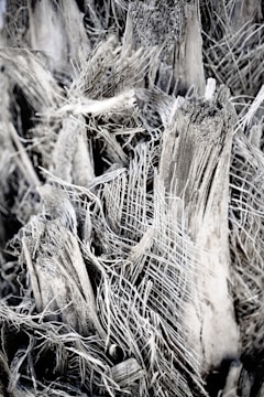 A close-up view of a fibrous, textured material that appears to be part of a decaying or dried plant structure. The intricate patterns of fibers and rough surfaces create a complex visual texture.