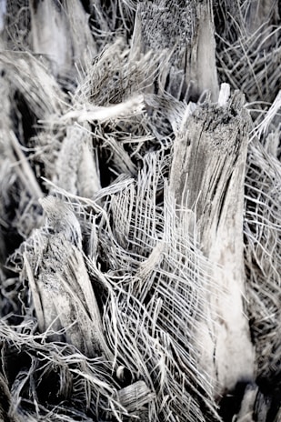 Detailed texture of dry bagasse material showing its fibrous structure.