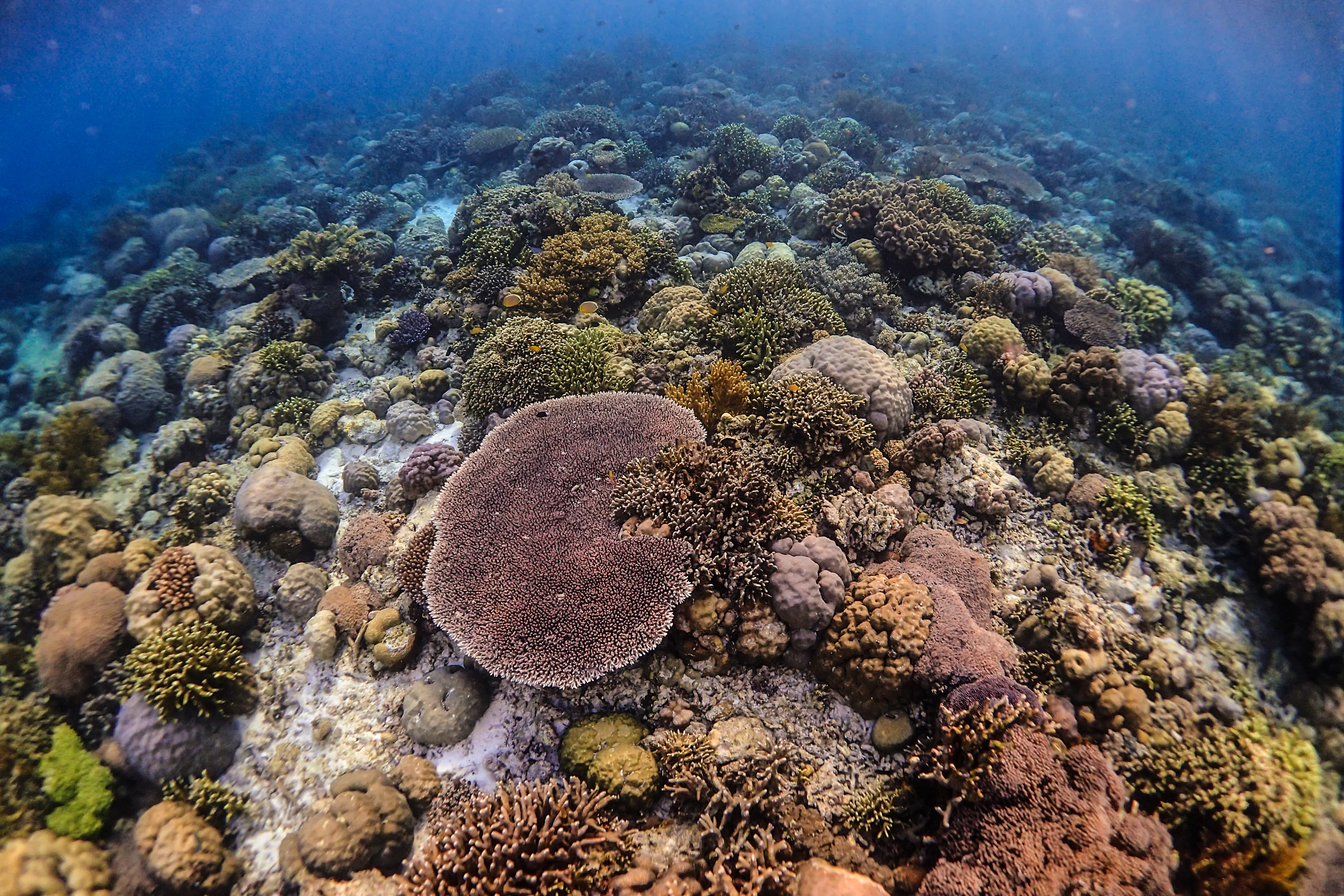 brown coral reef under water
