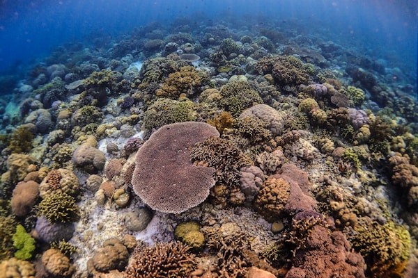 Diving at Wakatobi