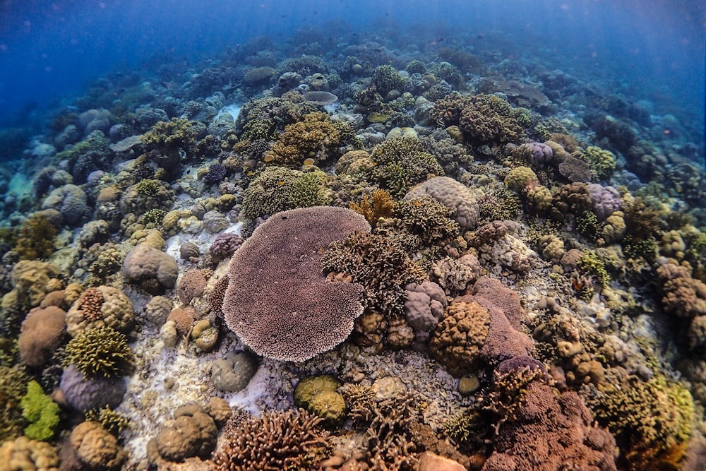 brown coral reef under water