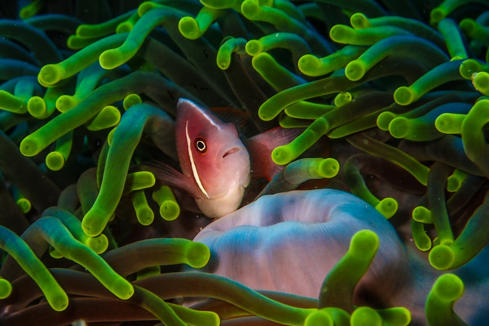 녹색과 흰색 산호초에 주황색과 흰색 광대 물고기