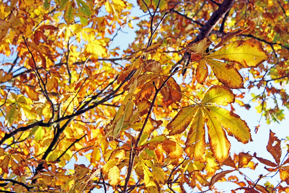 yellow and brown leaves on tree