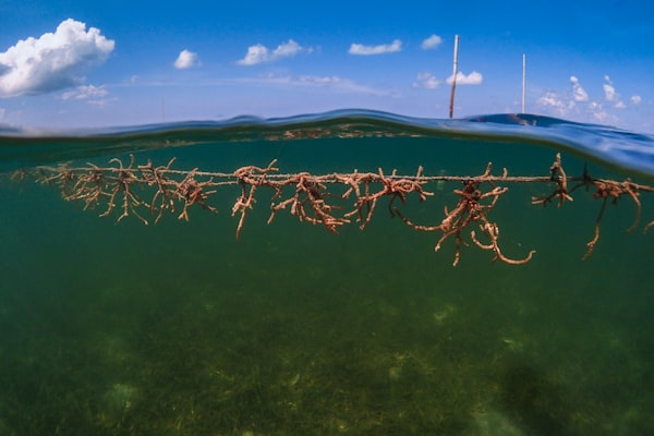 Community members working at a coastal seaweed farm