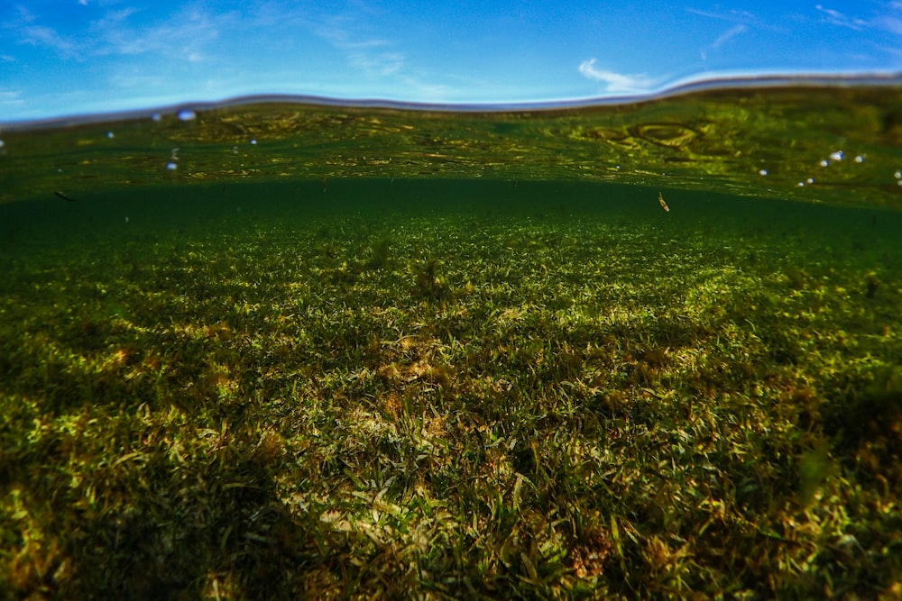 green grass field under blue sky during daytime