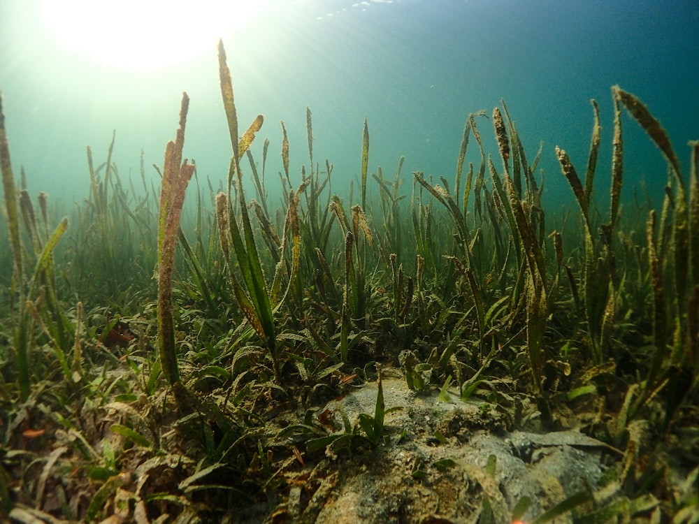 herbe verte sur sol brun pendant la journée