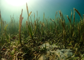 green grass on brown soil during daytime