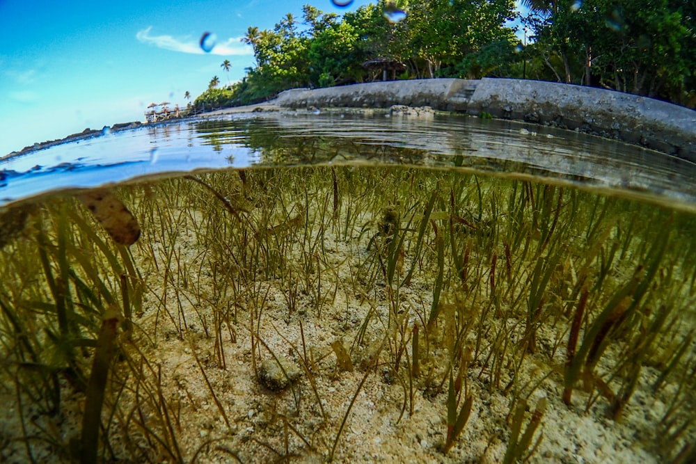 erba verde vicino allo specchio d'acqua durante il giorno