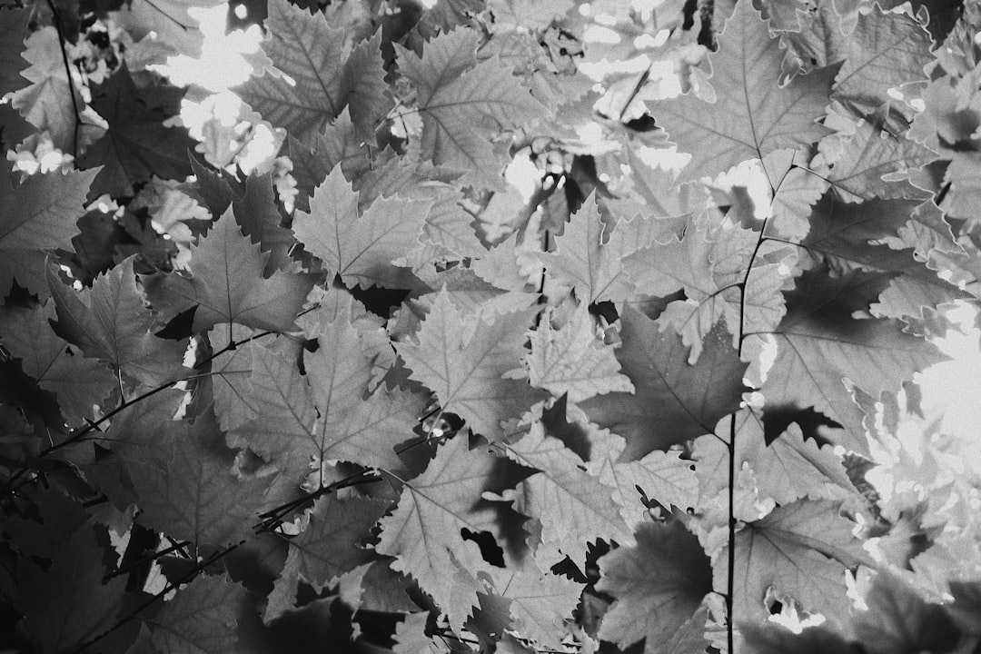 grayscale photo of maple leaves