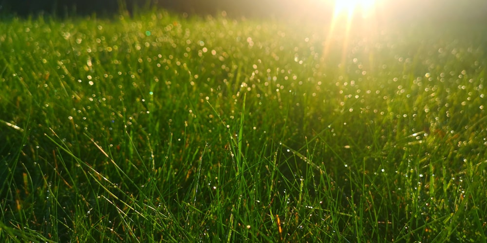 green grass field during daytime