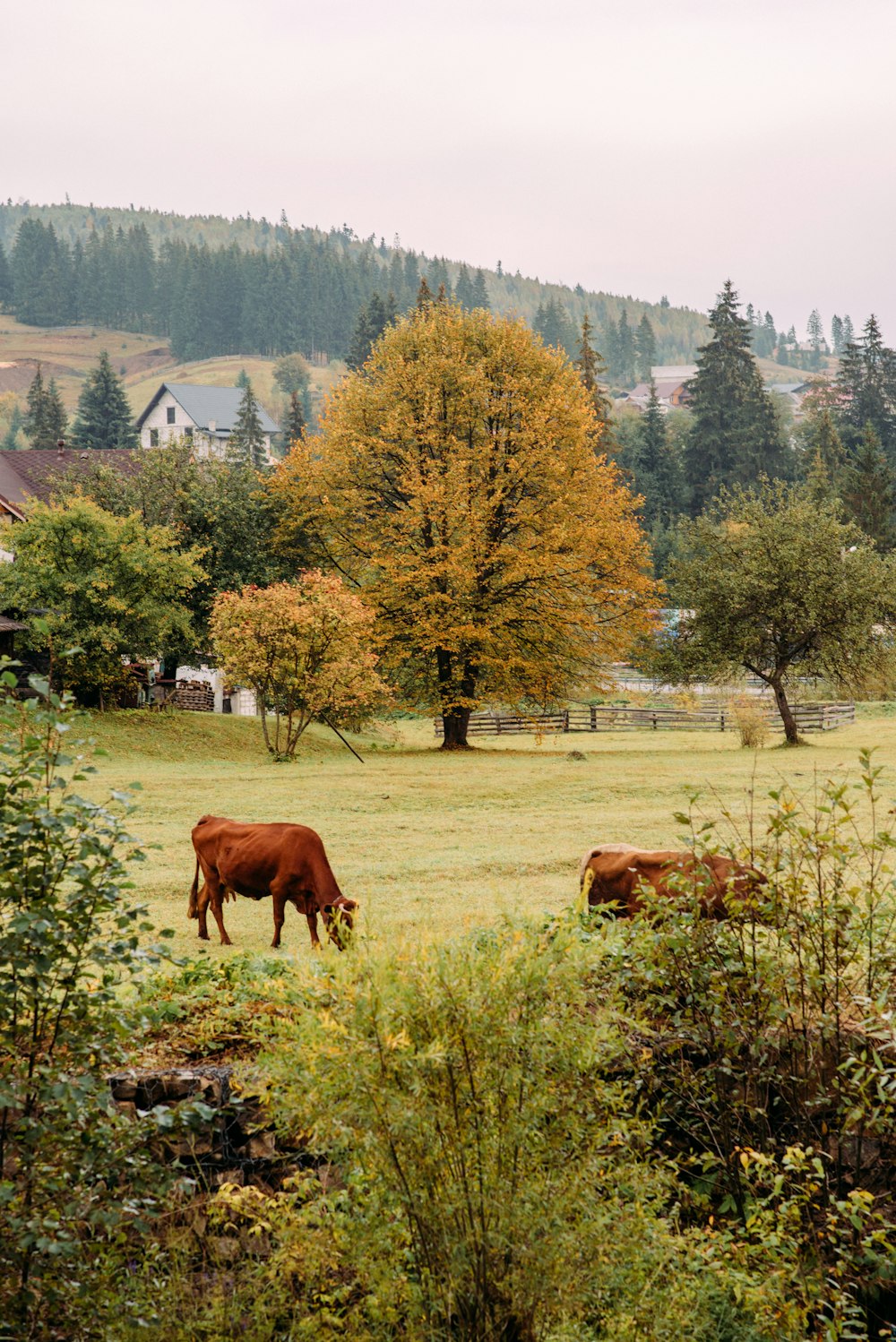 brown cow on green grass field during daytime