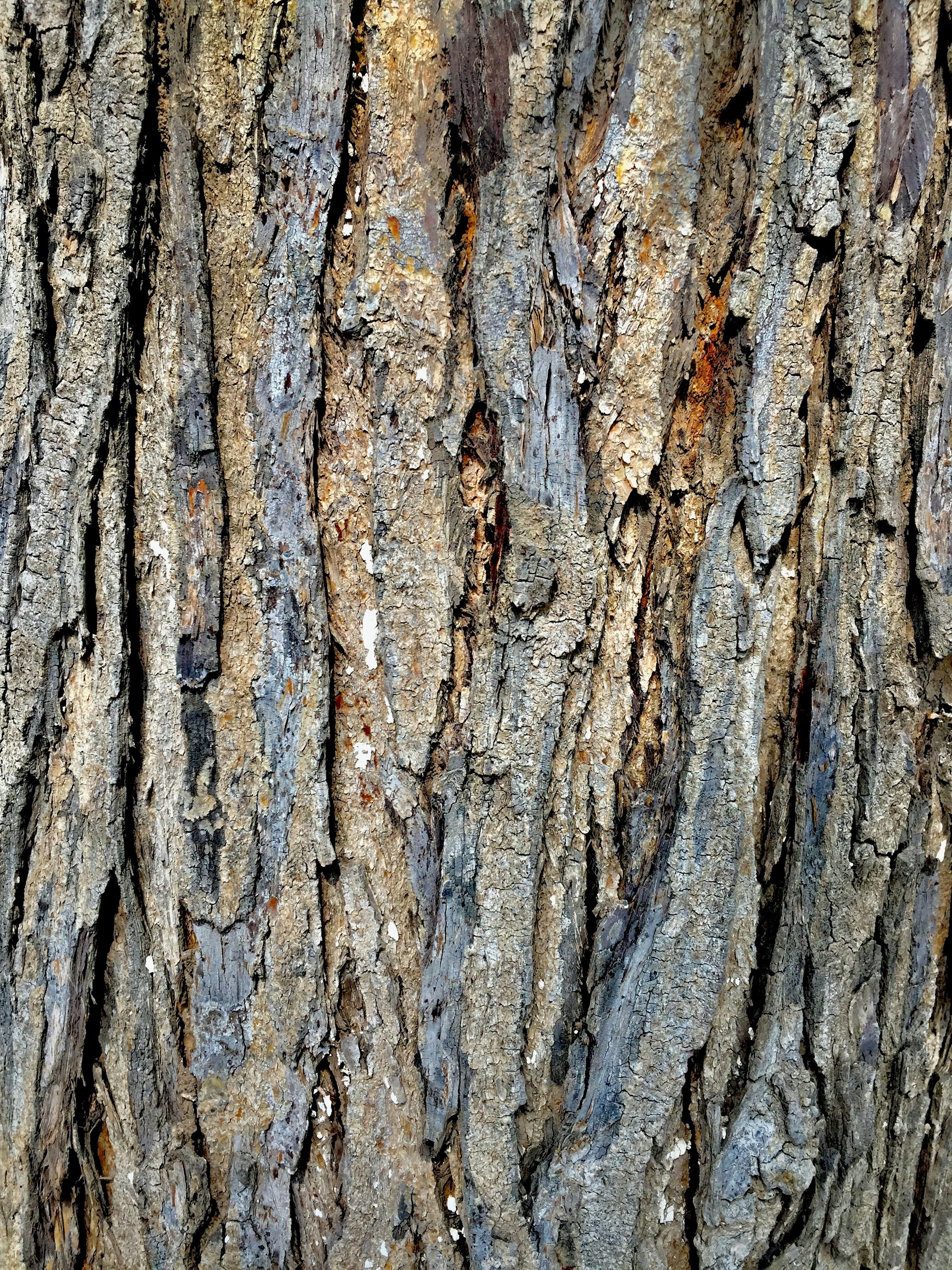 Tree Trunk Pictures Download Free Images On Unsplash