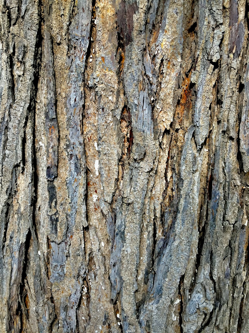 brown tree trunk in close up photography