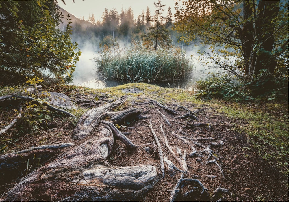 brown tree log on green grass field near lake during daytime