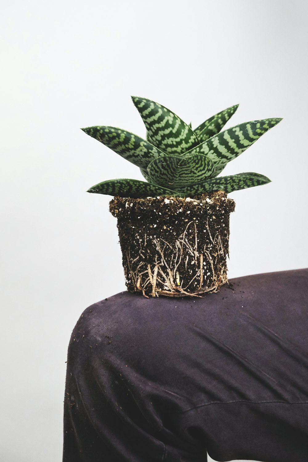 green plant on black textile