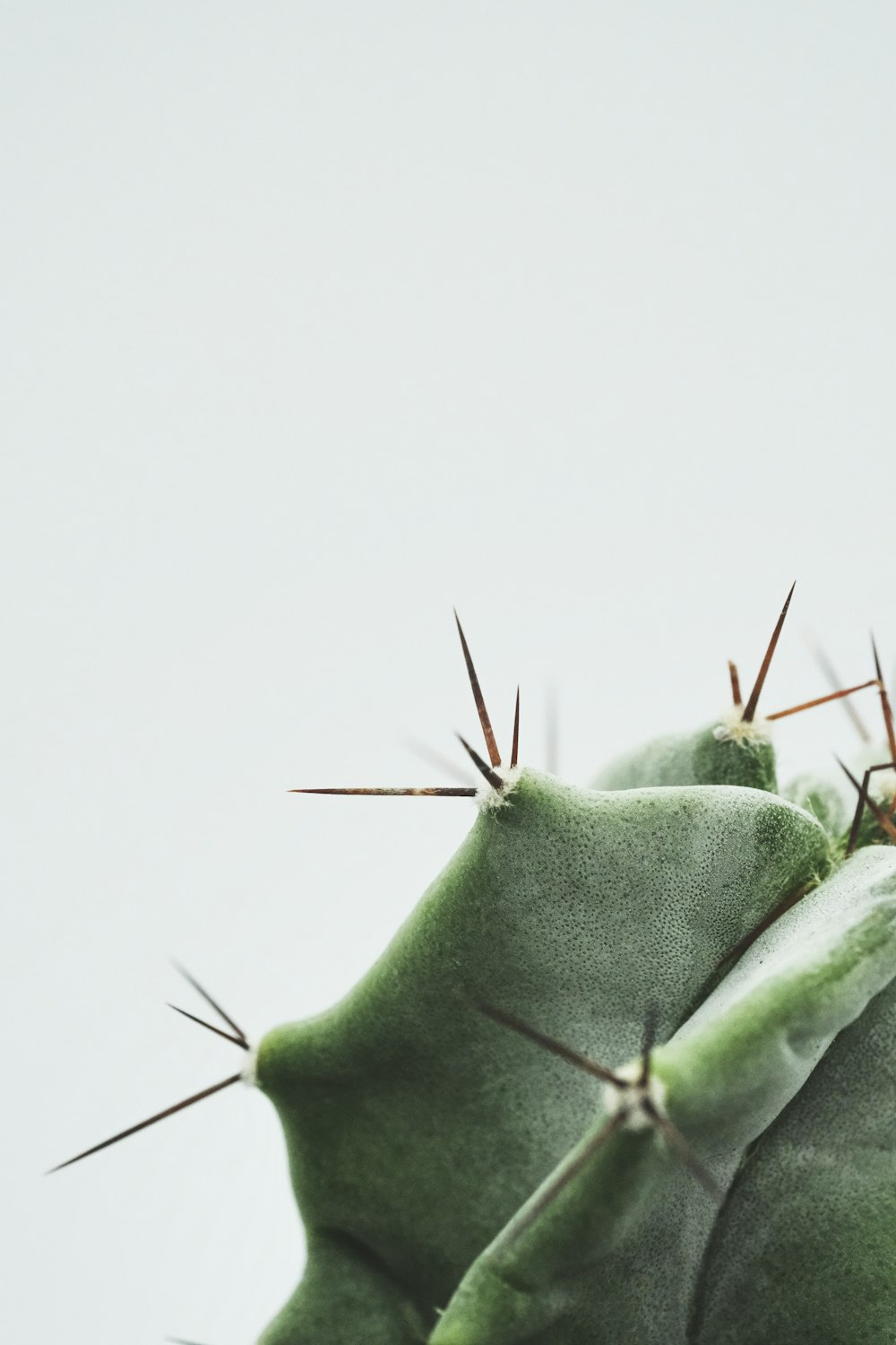 cactus verde in fotografia ravvicinata