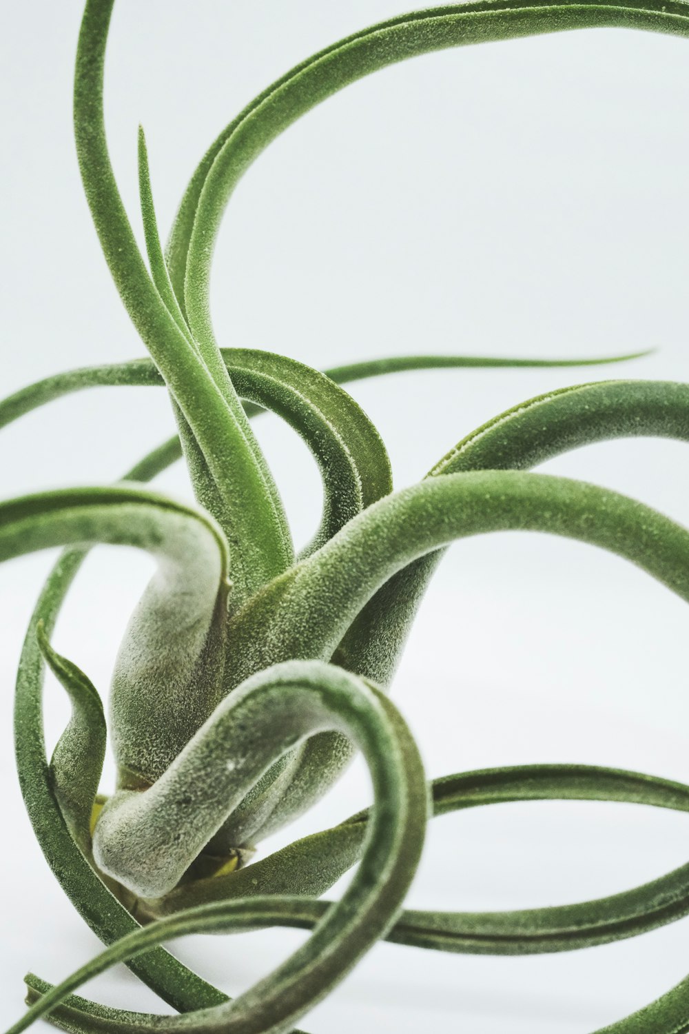 Tallo de planta verde en fotografía de primer plano