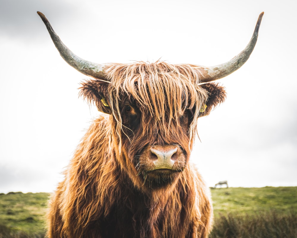 brown cow on green grass field during daytime