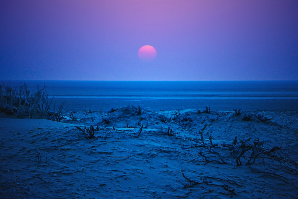 brown wooden log on beach during sunset