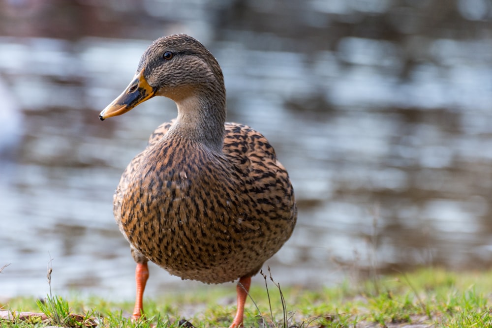 a duck standing in the grass near a body of water