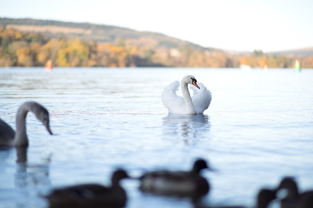 white swan on water during daytime