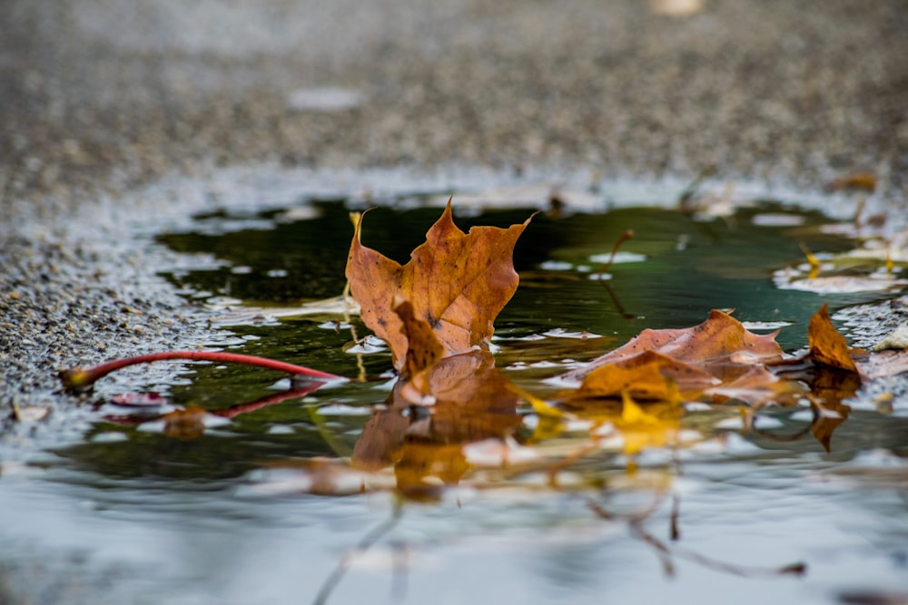 brown dried leaf on water