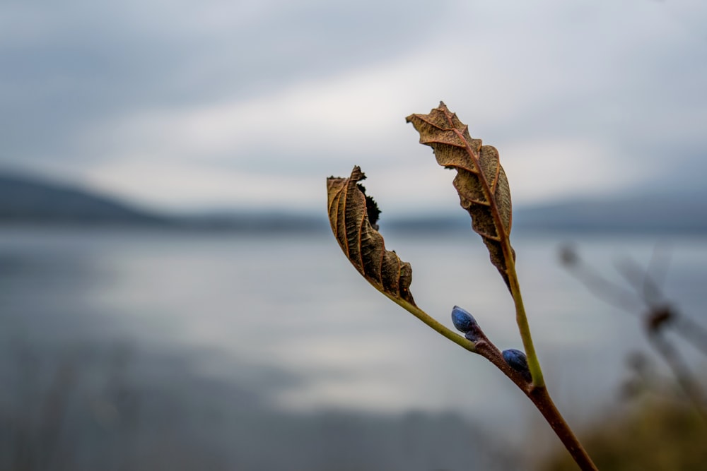 brown dried leaf in tilt shift lens