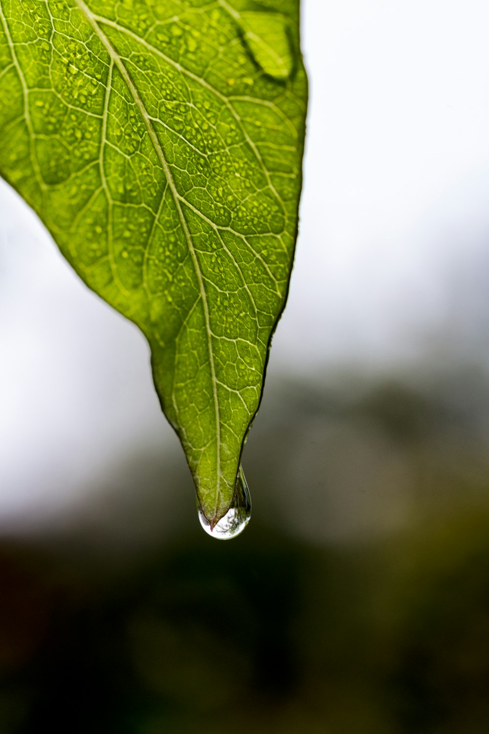 green leaf with water droplets