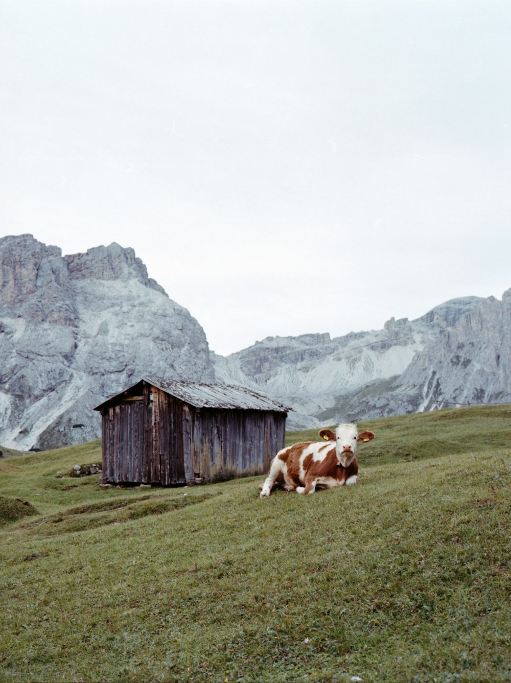 vaca marrom e branca no campo de grama verde perto da casa de madeira marrom durante o dia