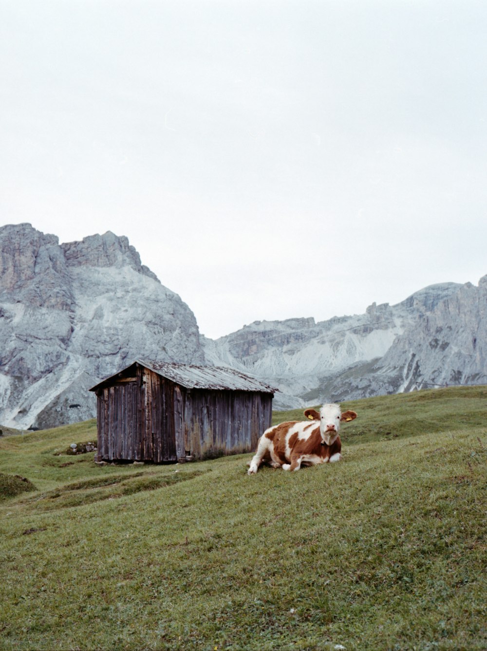 brown and white cow on green grass field near brown wooden house during daytime