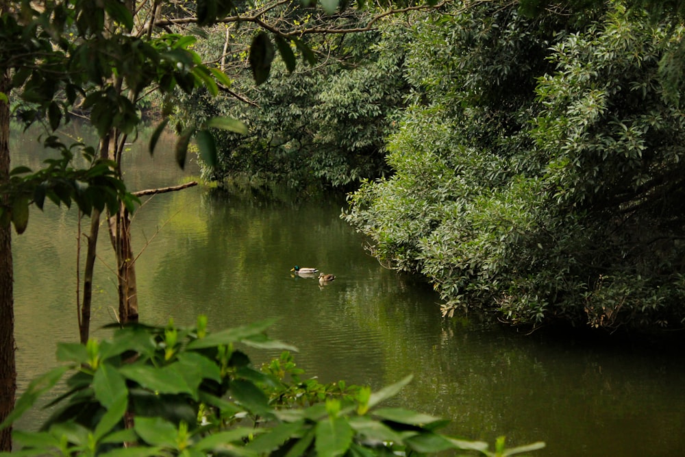 white duck on water surrounded by green plants during daytime