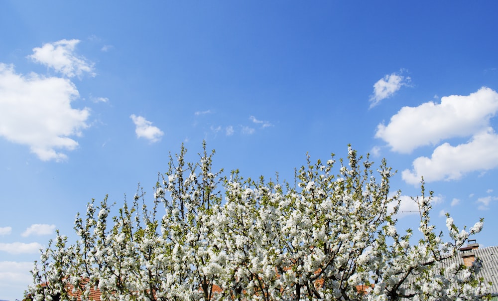 white flowers under blue sky during daytime