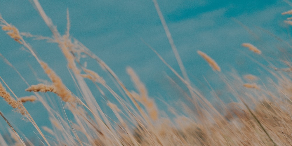 brown grass in close up photography