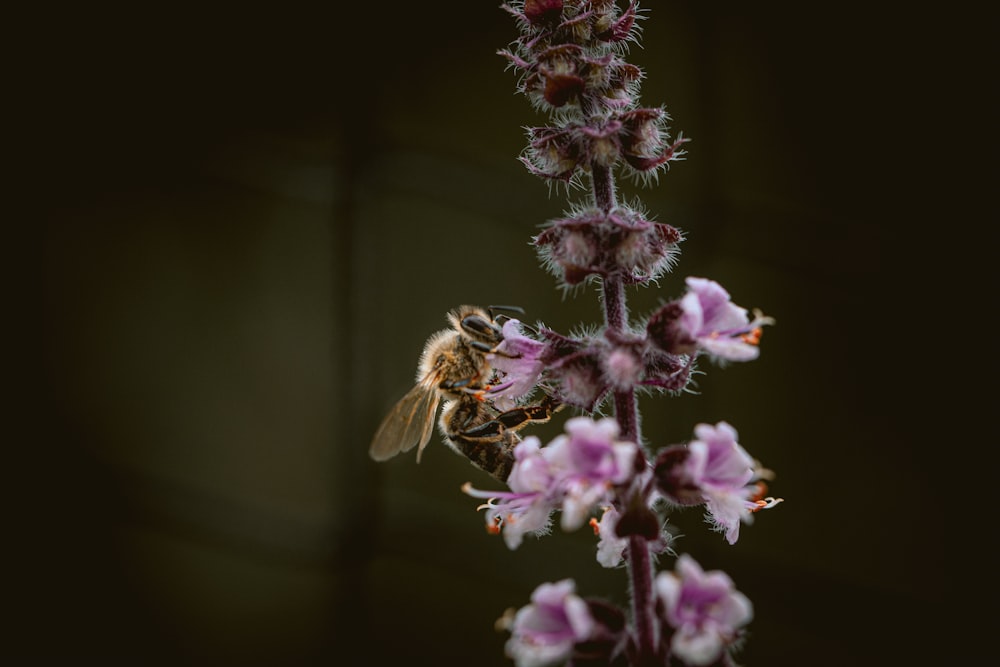 purple and white flower in macro lens