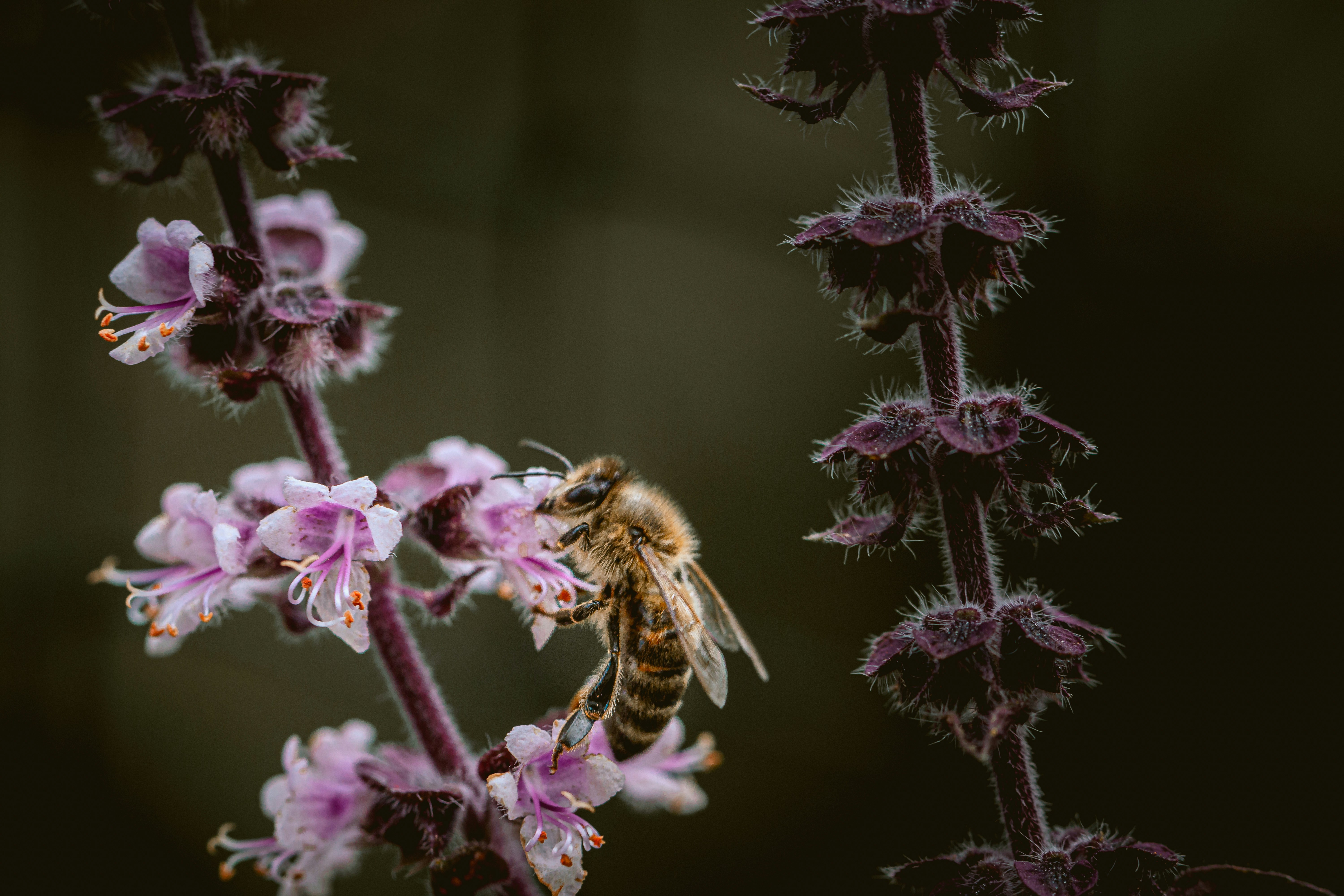 Schwarze und gelbe Biene auf weißer Blume