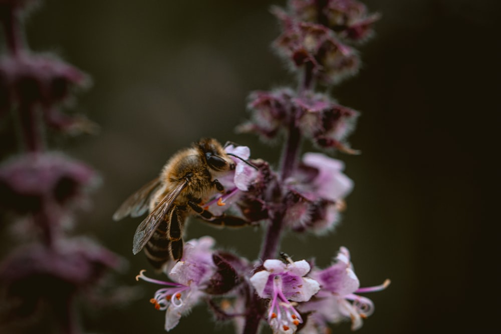 brown and black bee on purple flower