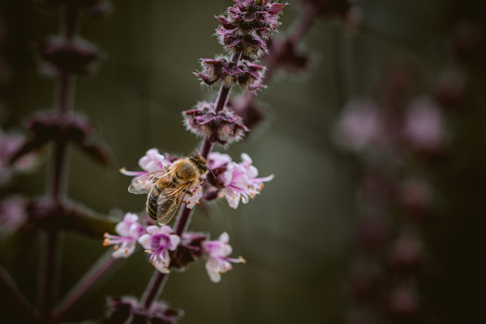 purple flower in tilt shift lens