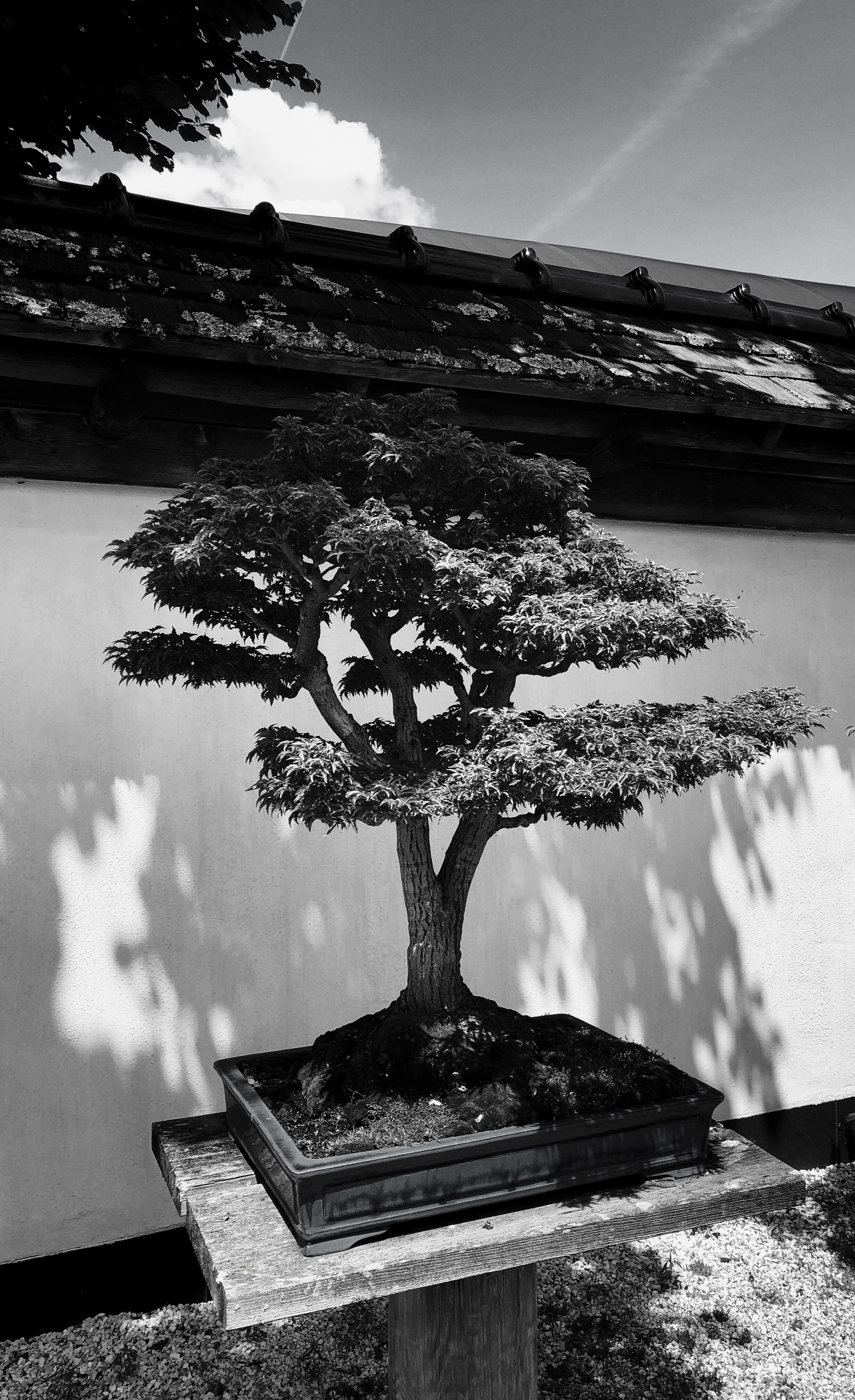 grayscale photo of tree on rock