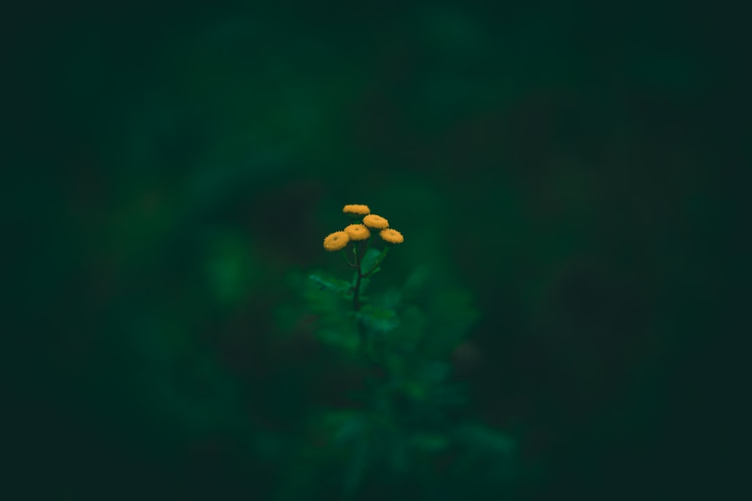 yellow flower in tilt shift lens