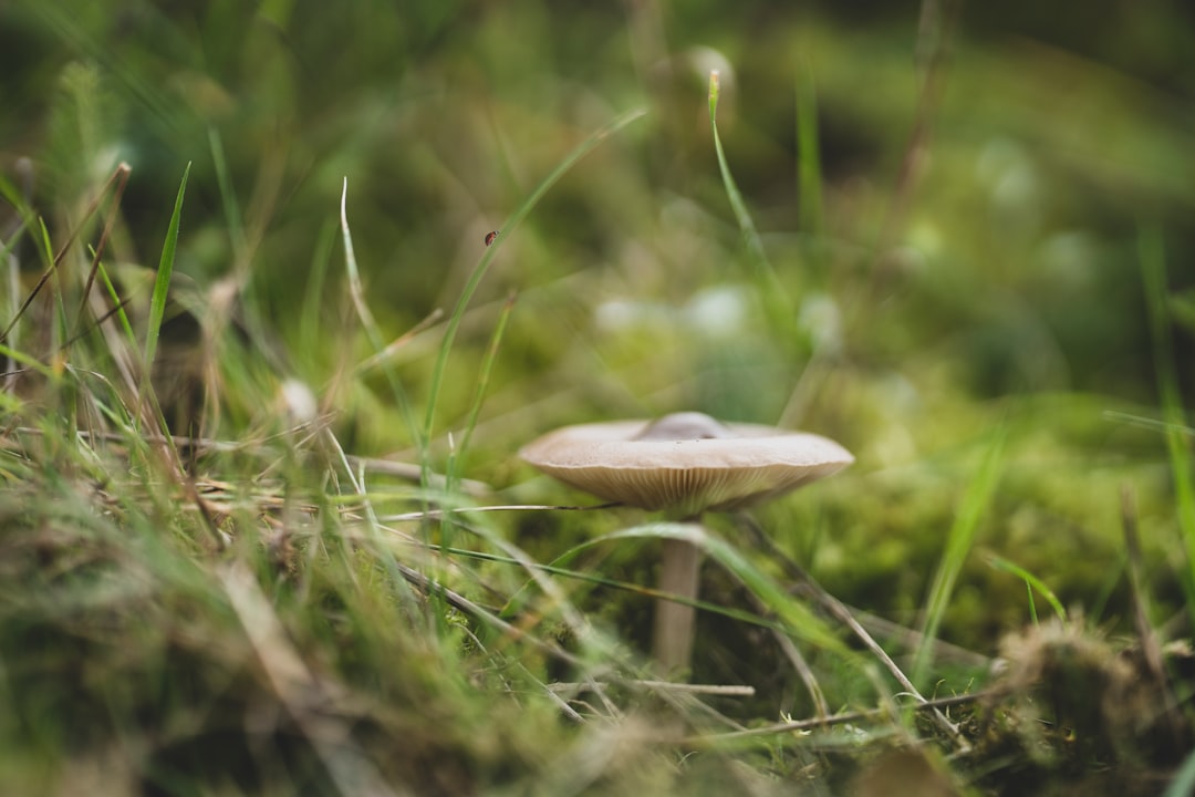 white and brown mushroom in green grass field
