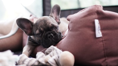 brown french bulldog puppy on persons lap french provincial teams background