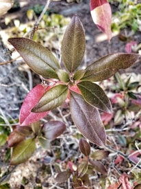 A close-up view of a budding plant with multiple pointed leaves, some of which are green while others have tinges of red. The leaves have a slightly waxy or glossy appearance. The plant is surrounded by blurred natural brown and green background, possibly indicating a garden or woodland setting.